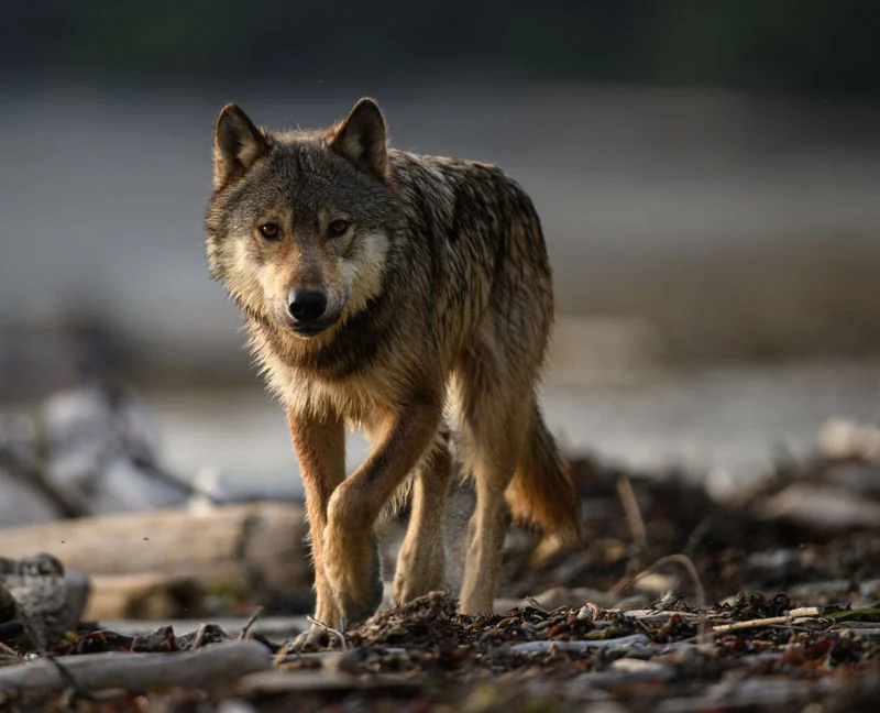 Küstenwolf im Nebelwald – nachhaltiger Regenwaldschutz durch myMerch Bayern