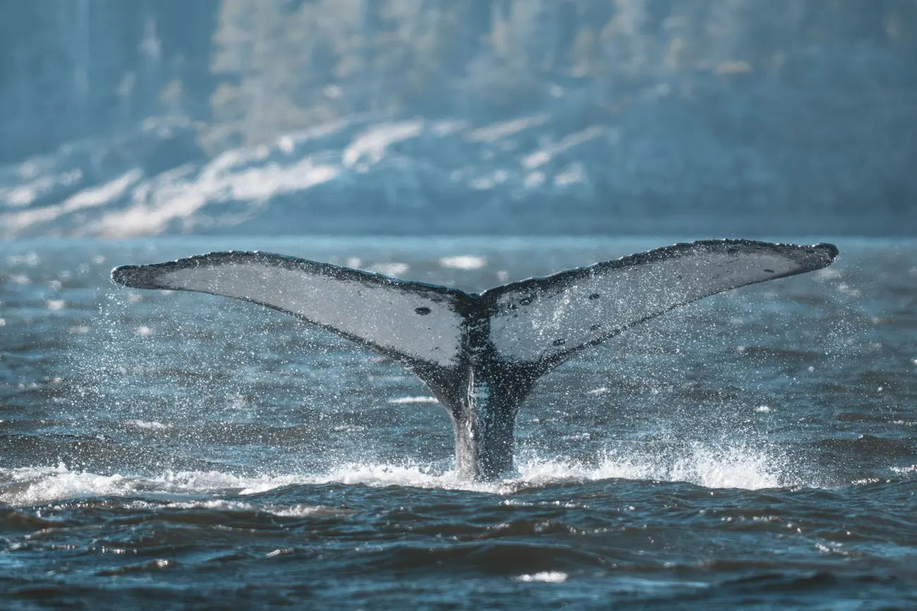 Fluke eines abtauchenden Buckelwals über der Wasseroberfläche des Pazifiks
