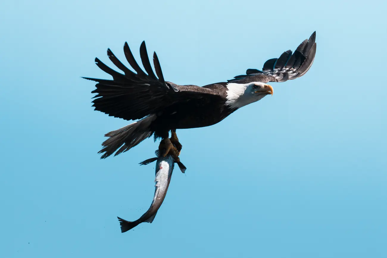 Weißkopfseeadler im Flug mit einem Fisch in den Fängen vor blauem Himmel